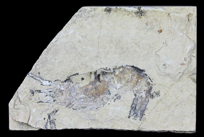 Cretaceous Fossil Shrimp - Lebanon #61565
